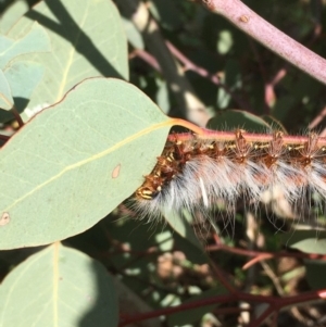 Anthela varia at Fyshwick, ACT - 4 Apr 2020