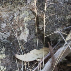 Anthosachne scabra at Bredbo, NSW - 12 Jan 2020