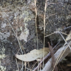 Anthosachne scabra (Common Wheat-grass) at Bredbo, NSW - 12 Jan 2020 by Illilanga