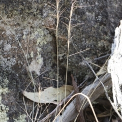 Anthosachne scabra at Bredbo, NSW - 12 Jan 2020