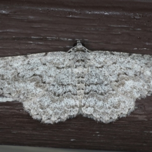 Psilosticha absorpta at Lilli Pilli, NSW - 31 Mar 2020