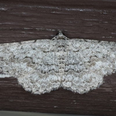 Psilosticha absorpta (Fine-waved Bark Moth) at Lilli Pilli, NSW - 31 Mar 2020 by jbromilow50
