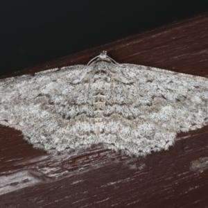 Psilosticha absorpta at Lilli Pilli, NSW - 31 Mar 2020