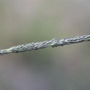 Sporobolus creber at Michelago, NSW - 29 Mar 2020