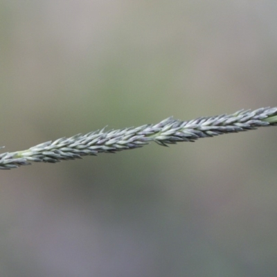 Sporobolus creber (Slender Rat's Tail Grass) at Michelago, NSW - 29 Mar 2020 by Illilanga