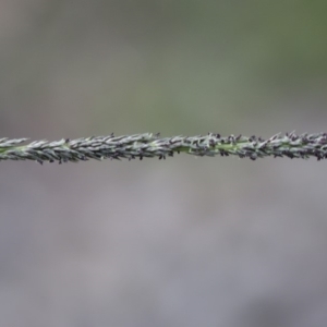 Sporobolus creber at Michelago, NSW - 29 Mar 2020