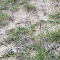 Sporobolus creber at Michelago, NSW - 29 Mar 2020