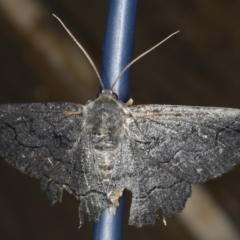 Melanodes anthracitaria (Black Geometrid) at Lilli Pilli, NSW - 31 Mar 2020 by jb2602