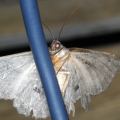 Melanodes anthracitaria at Lilli Pilli, NSW - 31 Mar 2020