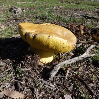 zz bolete at Hughes, ACT - 4 Apr 2020 by JackyF