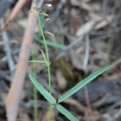 Grona varians (Slender Tick-Trefoil) at Hughes, ACT - 4 Apr 2020 by JackyF