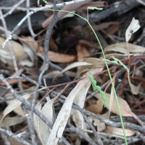 Grona varians at Hughes, ACT - 4 Apr 2020 03:48 PM