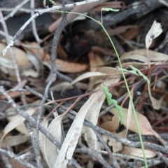 Grona varians at Hughes, ACT - 4 Apr 2020