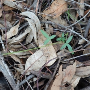 Grona varians at Hughes, ACT - 4 Apr 2020 03:48 PM