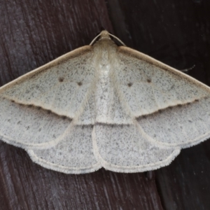 Epidesmia tryxaria at Lilli Pilli, NSW - 31 Mar 2020