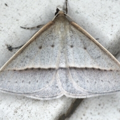 Epidesmia tryxaria at Lilli Pilli, NSW - 31 Mar 2020