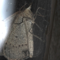 Epidesmia tryxaria at Lilli Pilli, NSW - 31 Mar 2020