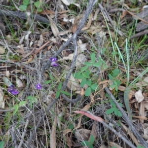 Glycine tabacina at Hughes, ACT - 4 Apr 2020 03:50 PM