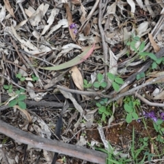 Glycine tabacina at Hughes, ACT - 4 Apr 2020 03:50 PM