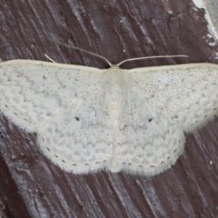 Scopula optivata (Varied Wave) at Lilli Pilli, NSW - 31 Mar 2020 by jb2602