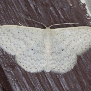 Scopula optivata at Lilli Pilli, NSW - 31 Mar 2020 08:01 PM