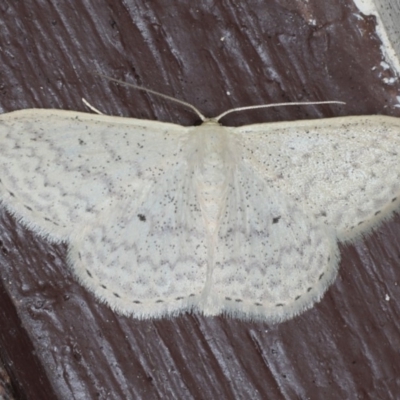 Scopula optivata (Varied Wave) at Lilli Pilli, NSW - 31 Mar 2020 by jbromilow50