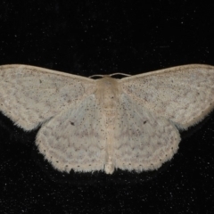 Scopula optivata at Lilli Pilli, NSW - 31 Mar 2020 08:01 PM