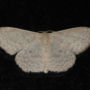 Scopula optivata at Lilli Pilli, NSW - 31 Mar 2020