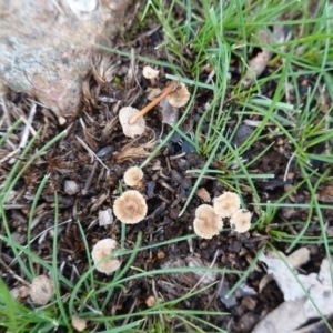 zz agaric (stem; gills white/cream) at Hughes, ACT - 4 Apr 2020 03:53 PM