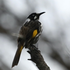 Phylidonyris novaehollandiae (New Holland Honeyeater) at Guerilla Bay, NSW - 31 Mar 2020 by jb2602