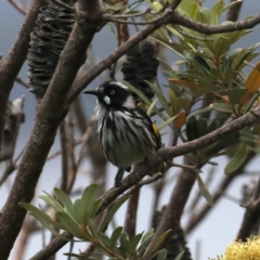 Phylidonyris novaehollandiae at Guerilla Bay, NSW - 31 Mar 2020