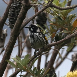 Phylidonyris novaehollandiae at Guerilla Bay, NSW - 31 Mar 2020