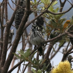 Phylidonyris novaehollandiae at Guerilla Bay, NSW - 31 Mar 2020