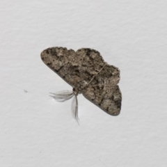 Unplaced externaria (Mahogany Bark Moth (formerly Hypomecis externaria)) at Higgins, ACT - 13 Feb 2019 by AlisonMilton