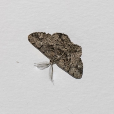Unplaced externaria (Mahogany Bark Moth (formerly Hypomecis externaria)) at Higgins, ACT - 13 Feb 2019 by AlisonMilton