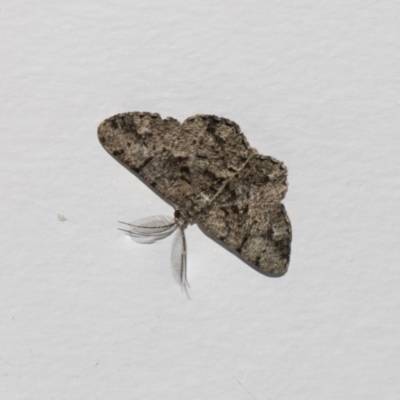 Unplaced externaria (Mahogany Bark Moth) at Higgins, ACT - 13 Feb 2019 by AlisonMilton