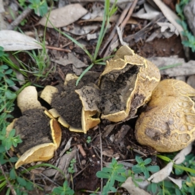 Scleroderma sp. (Scleroderma) at Red Hill, ACT - 4 Apr 2020 by JackyF