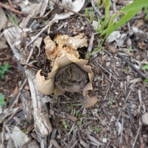 Scleroderma sp. at Red Hill, ACT - 4 Apr 2020