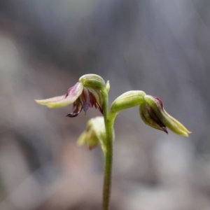 Corunastylis clivicola at Hackett, ACT - 4 Apr 2020