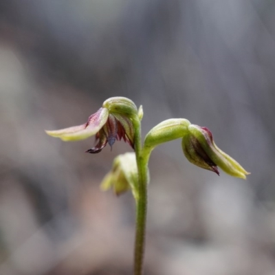 Corunastylis clivicola (Rufous midge orchid) at ANBG South Annex - 4 Apr 2020 by shoko