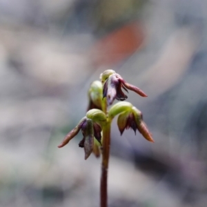 Corunastylis clivicola at Hackett, ACT - 4 Apr 2020