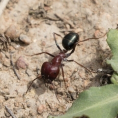 Melophorus rufoniger (Red and Black Furnace Ant) at Michelago, NSW - 23 Feb 2020 by Illilanga