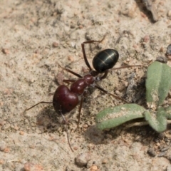 Melophorus rufoniger at Michelago, NSW - 23 Feb 2020 12:37 PM