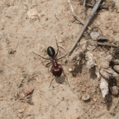 Melophorus rufoniger at Michelago, NSW - 23 Feb 2020