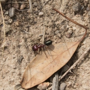 Melophorus rufoniger at Michelago, NSW - 23 Feb 2020