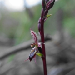 Acianthus exsertus (Large Mosquito Orchid) at Acton, ACT - 4 Apr 2020 by shoko