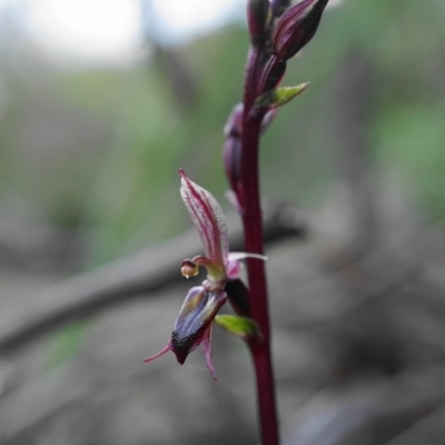 Acianthus exsertus (Large Mosquito Orchid) at Black Mountain - 4 Apr 2020 by shoko