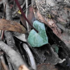 Acianthus exsertus at Acton, ACT - 4 Apr 2020