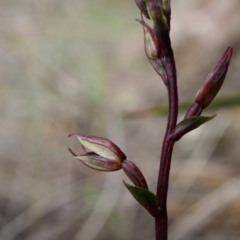 Acianthus exsertus at Acton, ACT - 4 Apr 2020