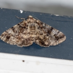 Cryphaea xylina (Woodland Geometrid) at Higgins, ACT - 4 Jan 2019 by AlisonMilton